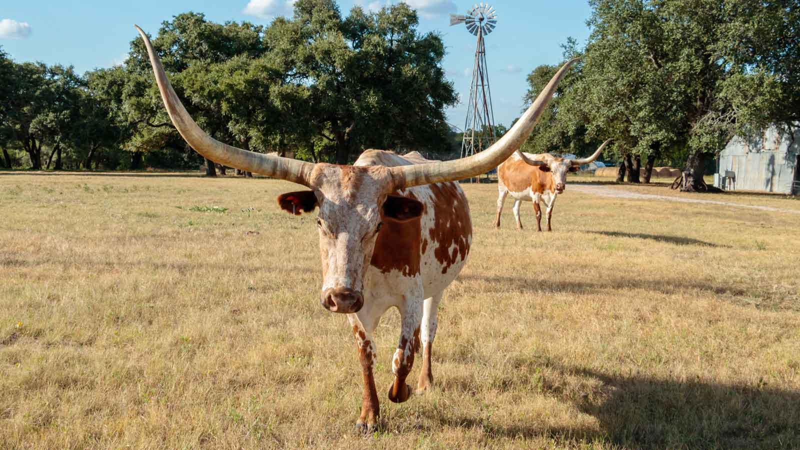 Longhorns in Bertram, TX | FixDoor